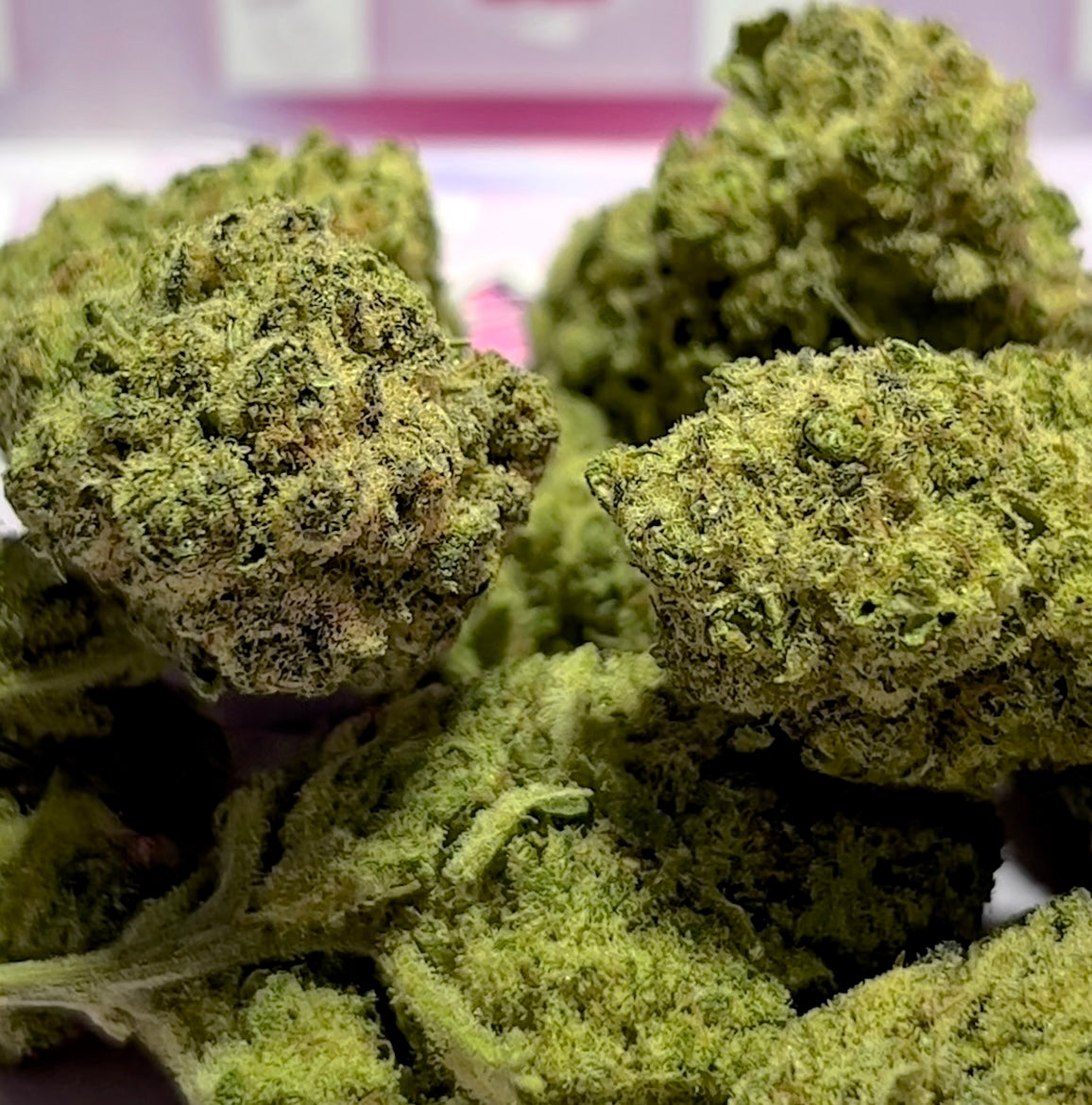 🍁 Flores Indoor Premium